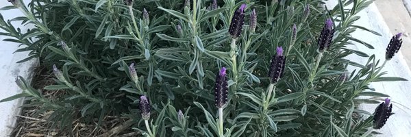 KatLolly Profile Banner