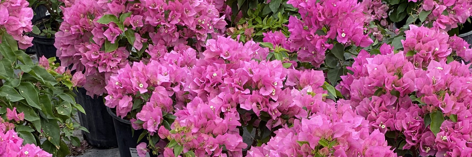 Lachicabell's profile banner image