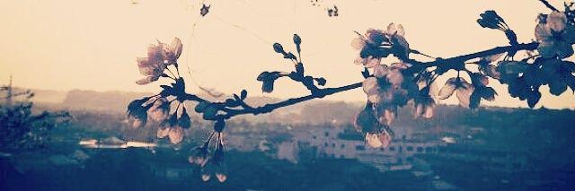 nyannanda's profile banner image