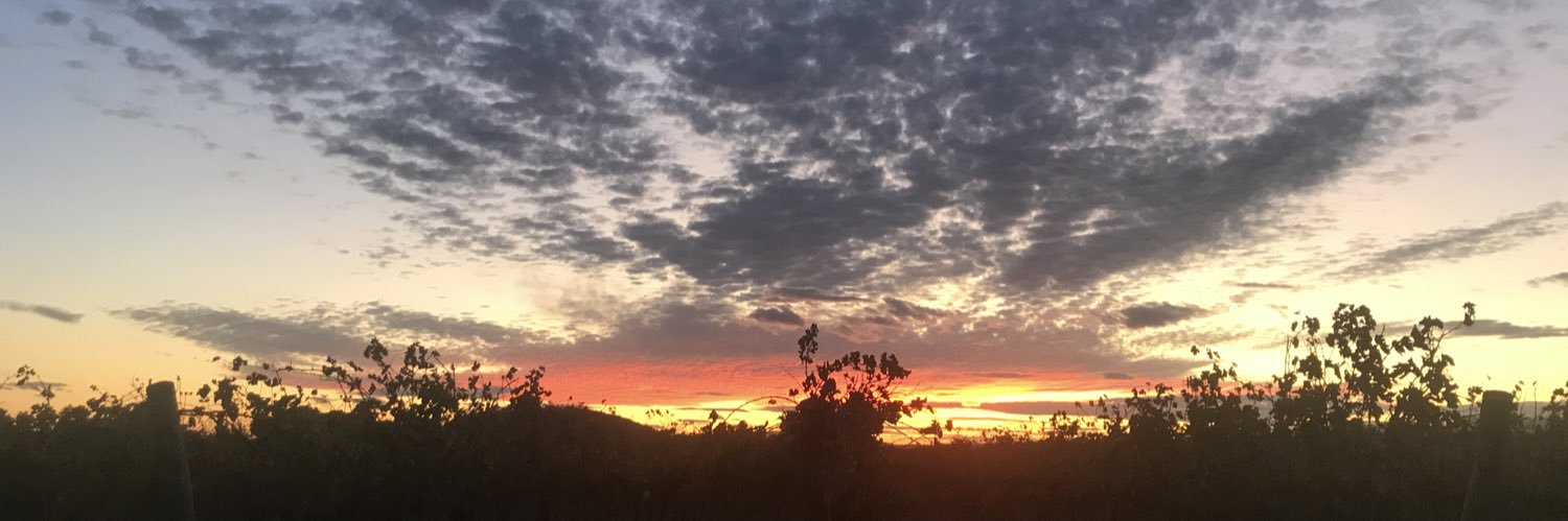 Manel Domingo banner