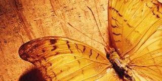 candraaww's profile banner image