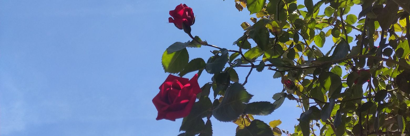 evaardgz's profile banner image