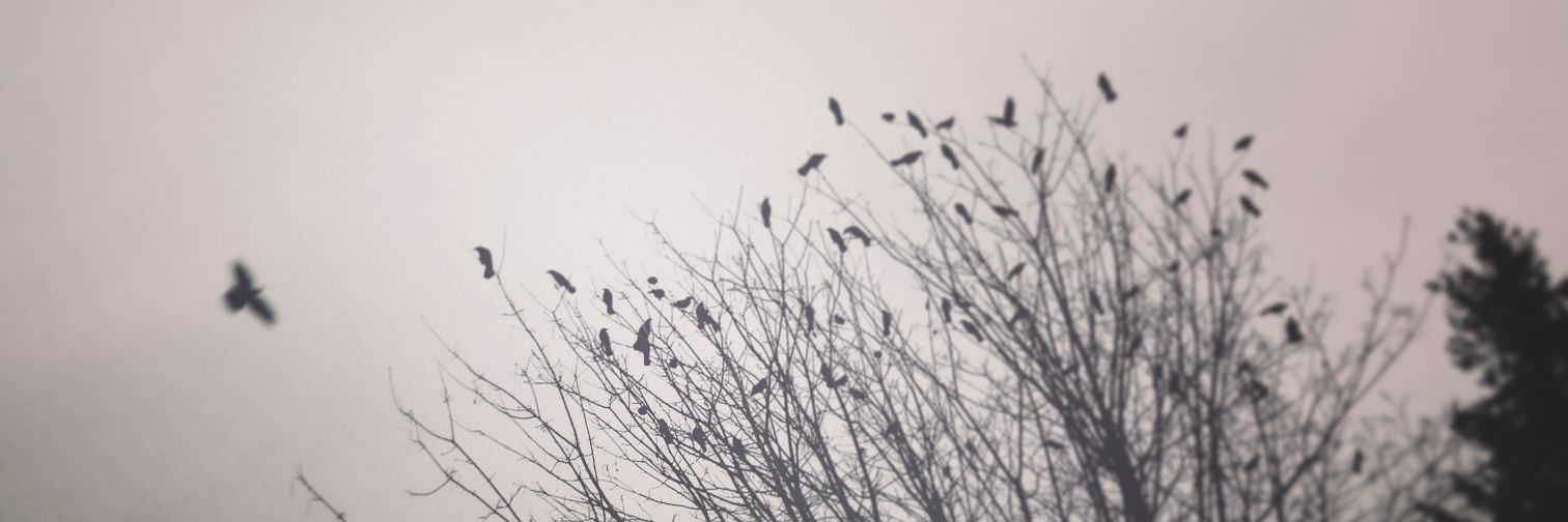 bloodwiser's profile banner image