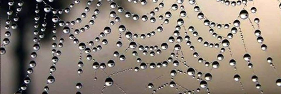 milthon miranda banner