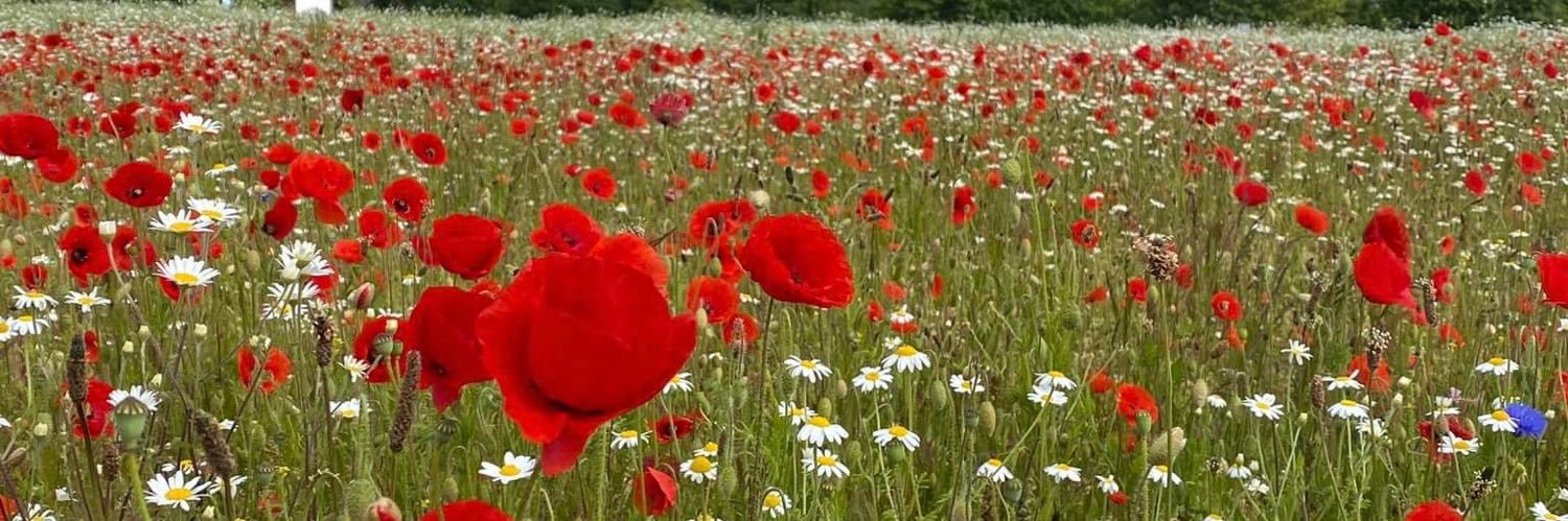 caz_foster's profile banner image