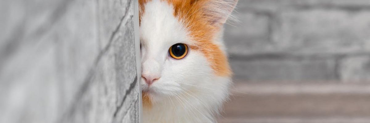 istock_02's profile banner image