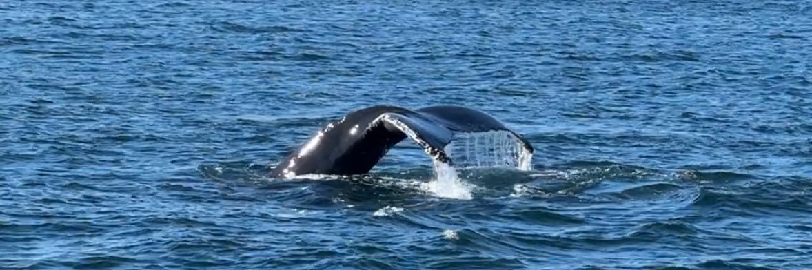 oguzcapacioglu's profile banner image