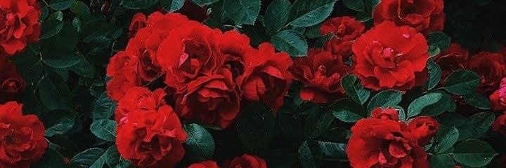 koryanderr's profile banner image