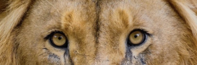ampbrizo22's profile banner image