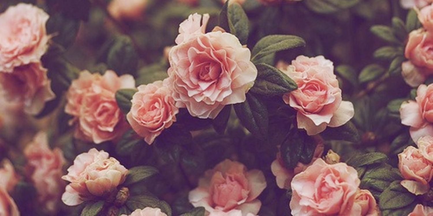 Ireonlyou's profile banner image