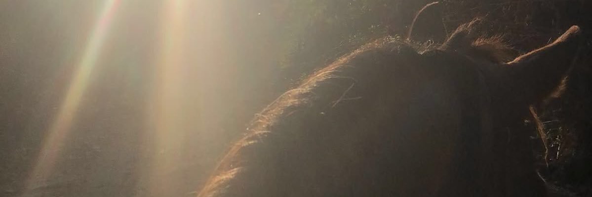 xzrobbers's profile banner image