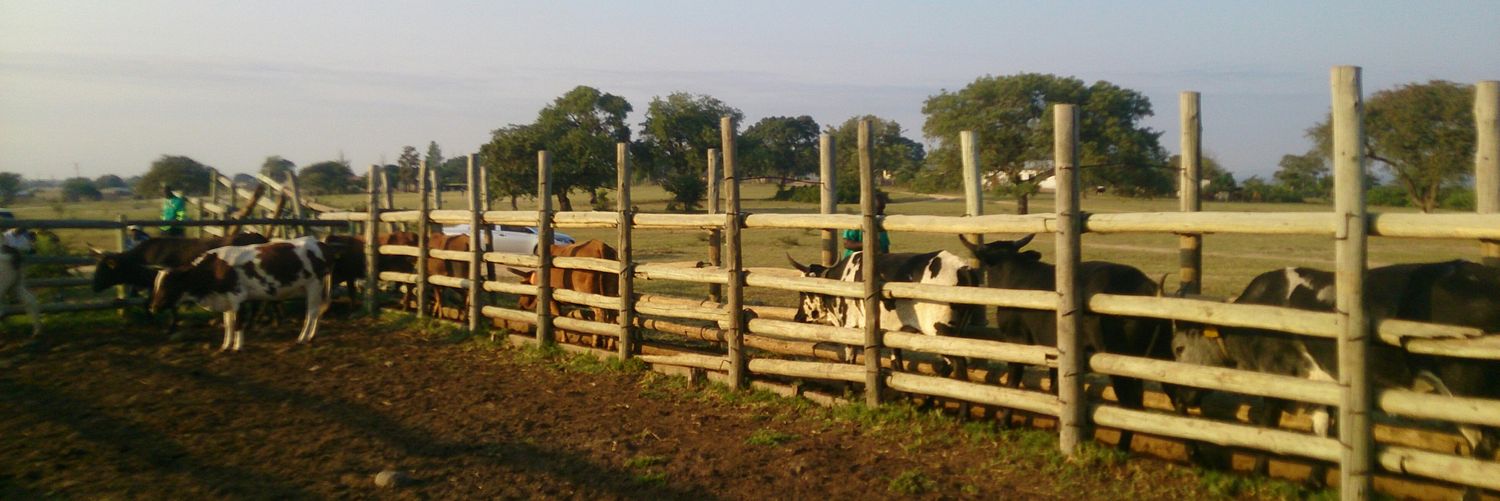 David Lazarus DVM, PhD banner