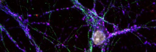 Kristina E. Kitko banner