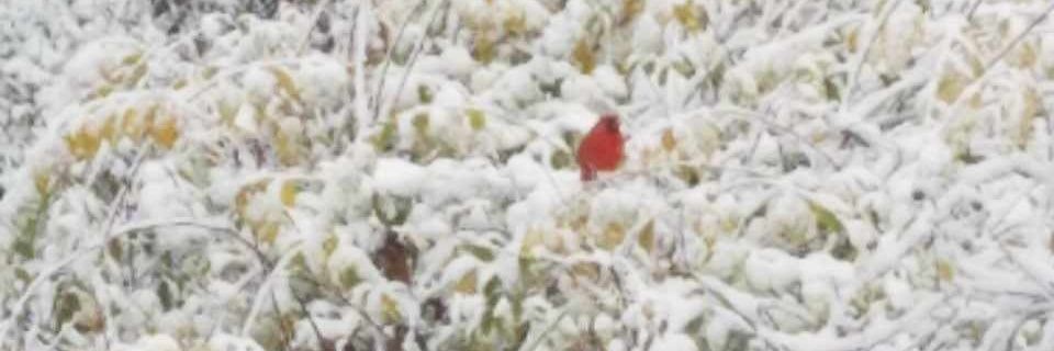 MiaGypsy🐕🛟🦺🦅🐘🎶 banner