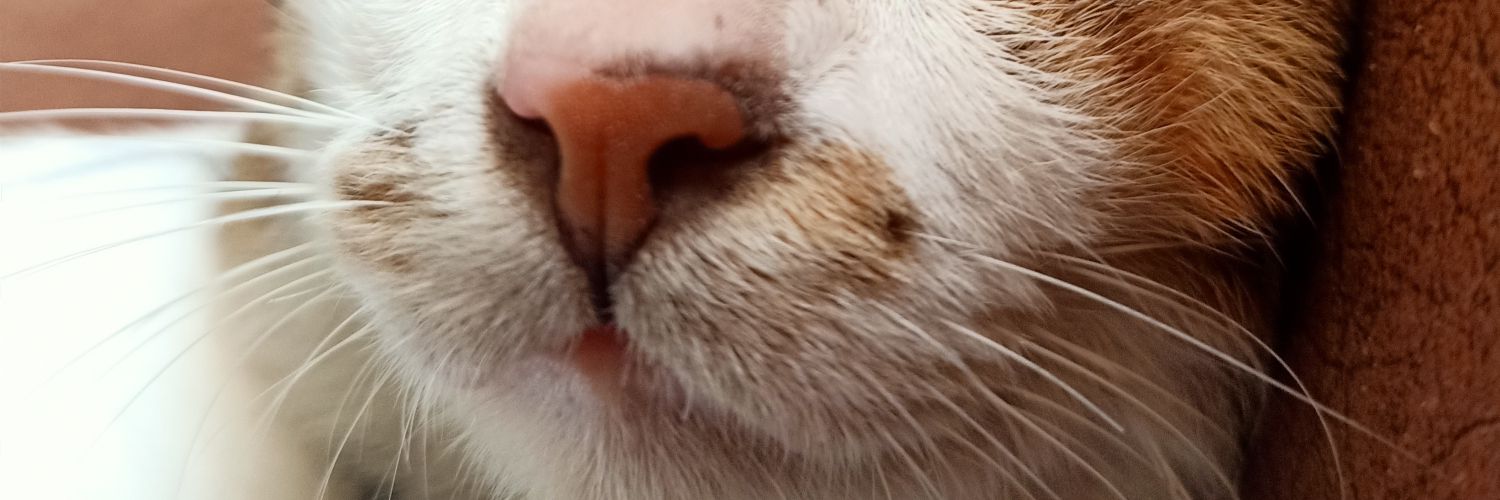 fkautsarr's profile banner image