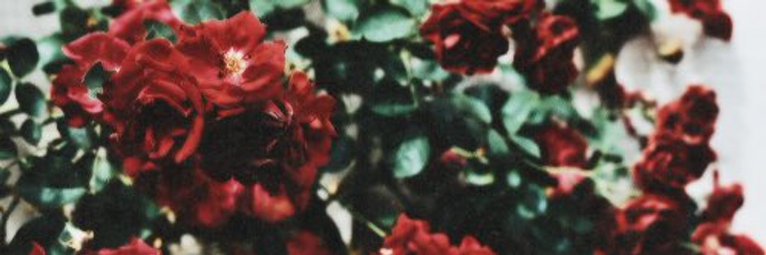 MsSnowItAll_'s profile banner image