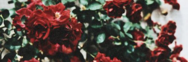 MsSnowItAll_ Profile Banner