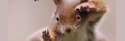 Squirrel boy (with nuts) banner