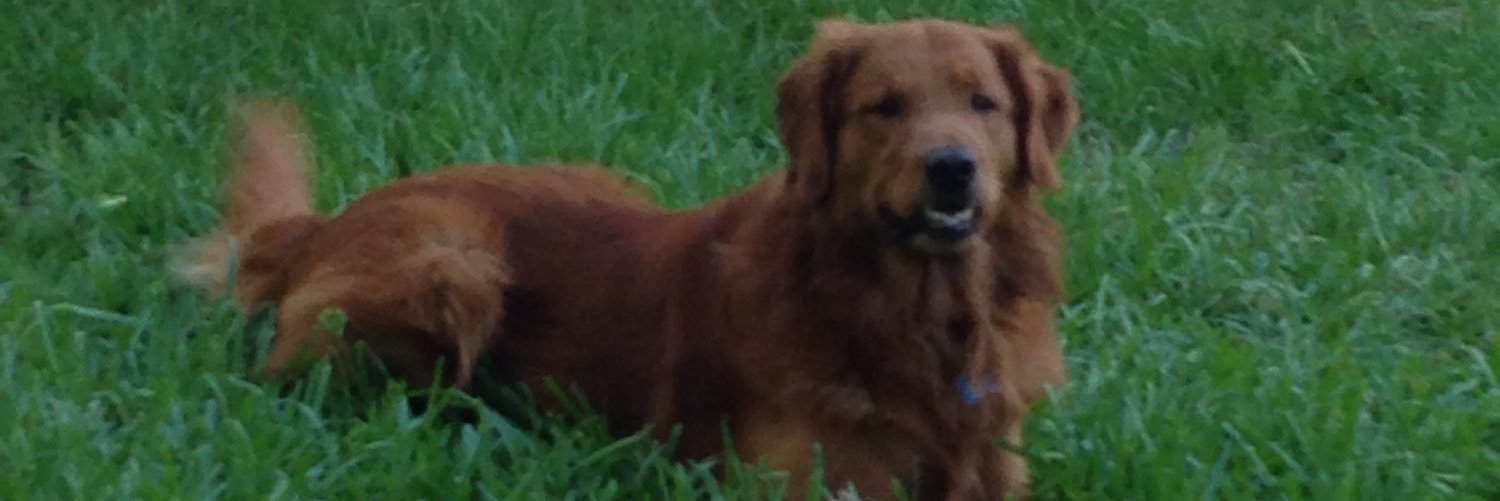 scsgator's profile banner image