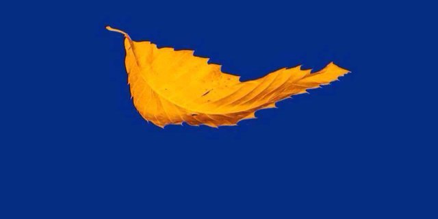 Lorraine Perry banner