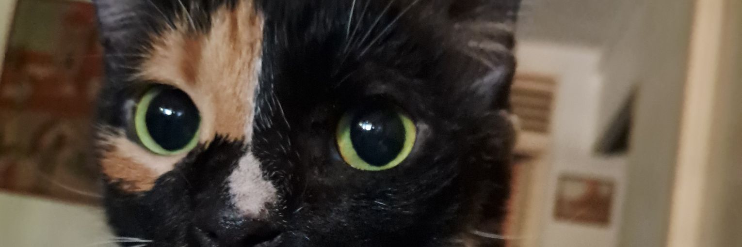 DraPokeBea's profile banner image