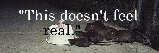 aCat_isFine2's profile banner image