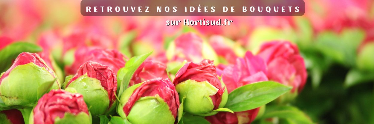 Hortisud's profile banner image