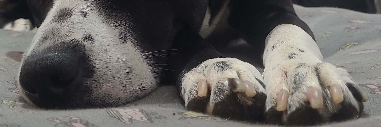 oopspet_17's profile banner image