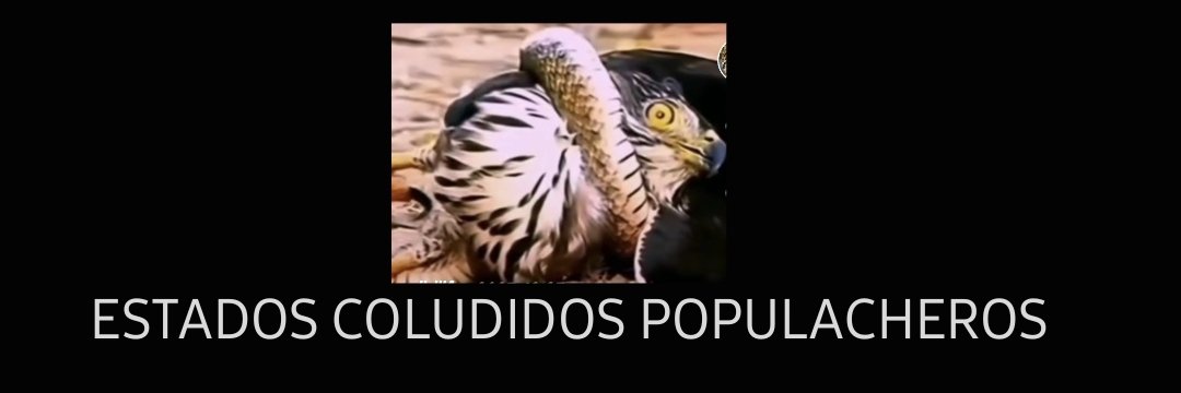 estropaxus's profile banner image