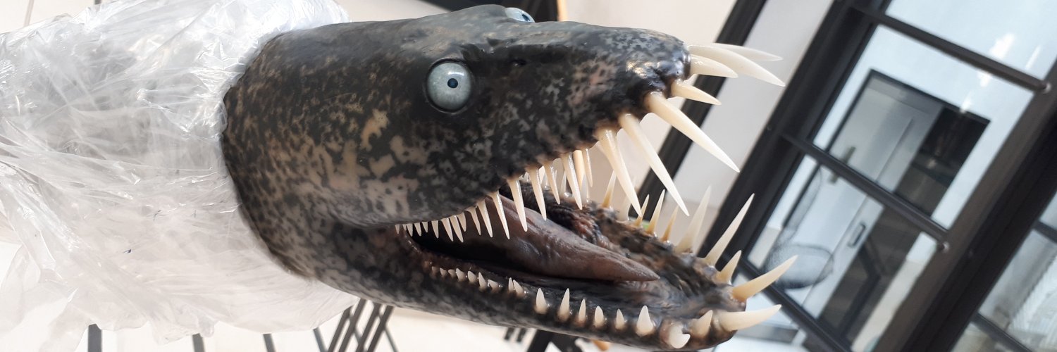 Schockmel's profile banner image