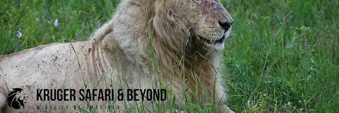 KSandBeyond's profile banner image