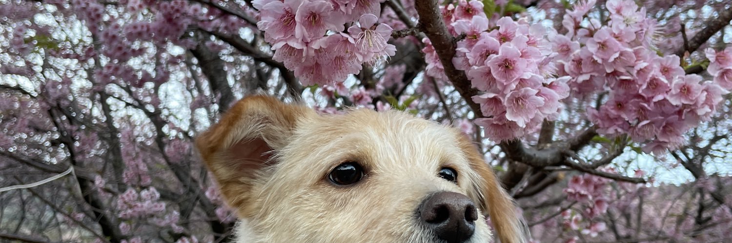 ue_hono's profile banner image