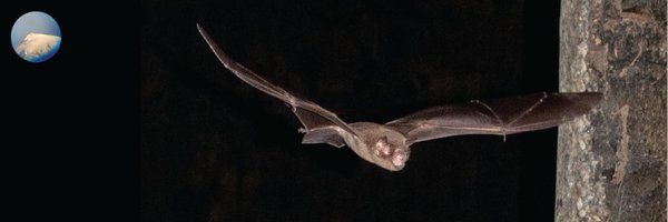 aigverte Profile Banner