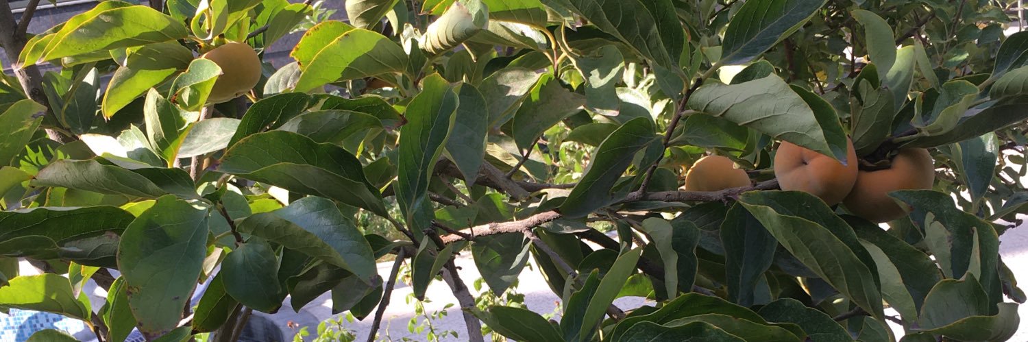 z_zp2's profile banner image