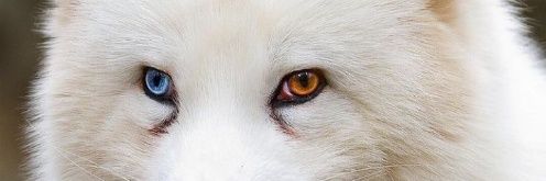 hiddenfangsoc's profile banner image