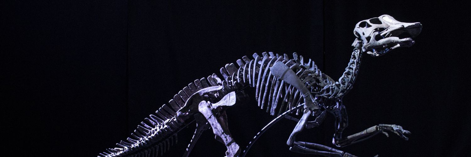 Freddirex's profile banner image