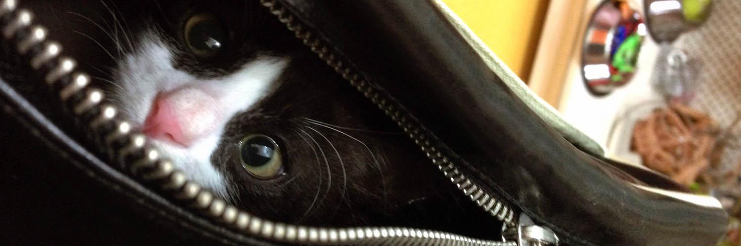 PixiePiksi's profile banner image