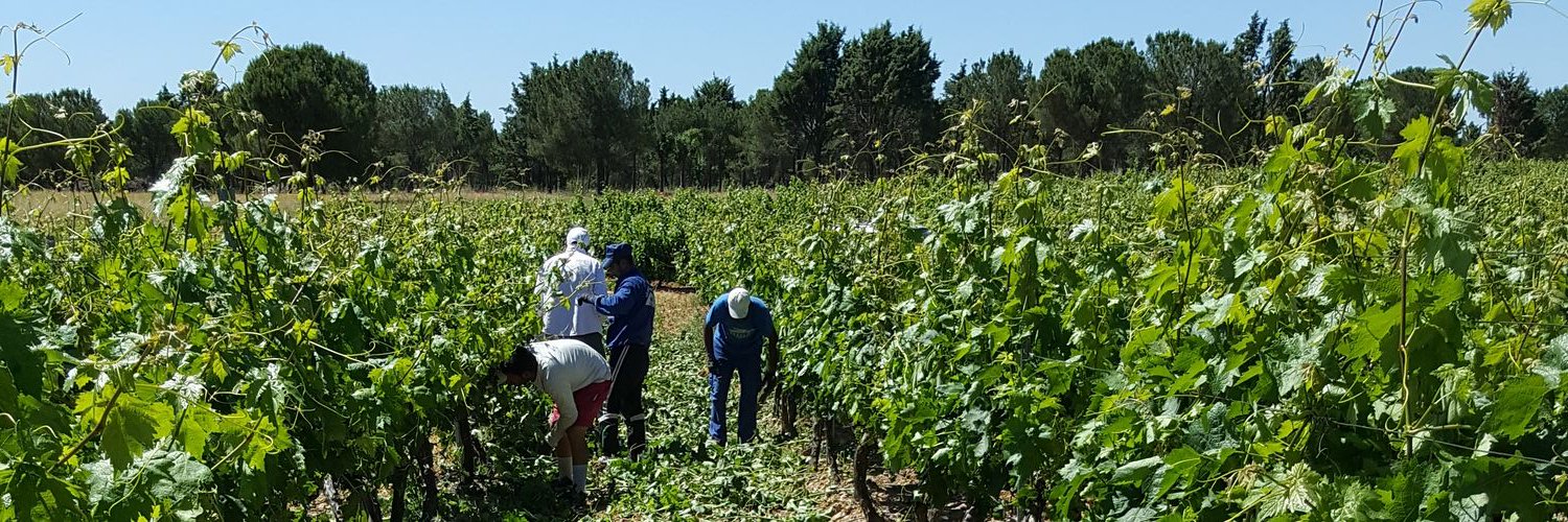 bodegasmuseum banner