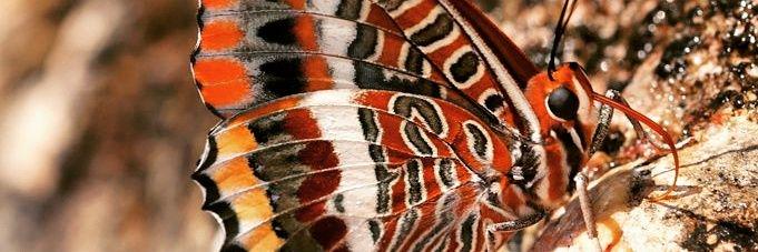 Francesc Baso Fuster banner