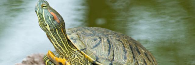 thankfulturtle's profile banner image