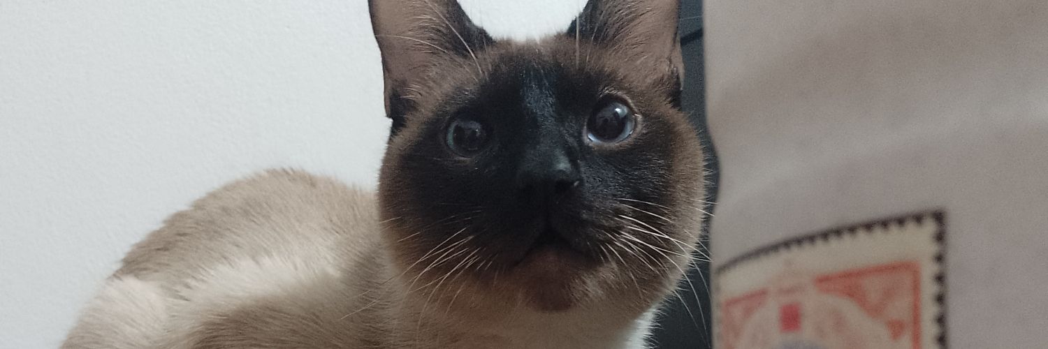 nicoeichen's profile banner image