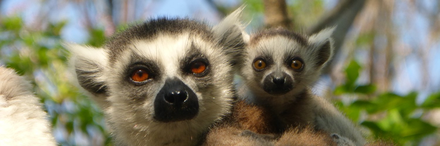 Lauren Saville banner