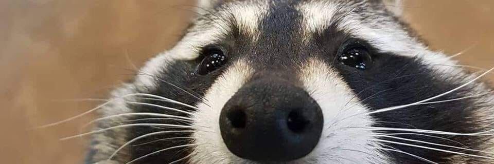 RaccnSoup's profile banner image
