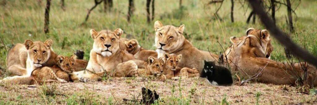 Cllr Robert Innes banner