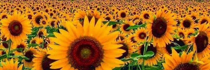 herica_hellen's profile banner image