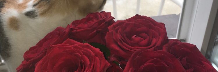 AstierAmandine's profile banner image