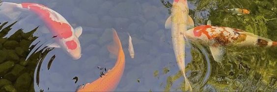 5__dai's profile banner image