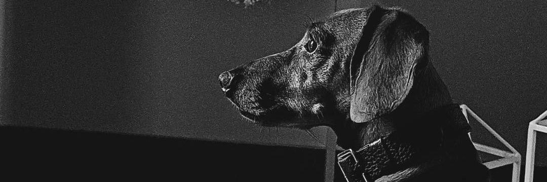 paulaferrando_'s profile banner image