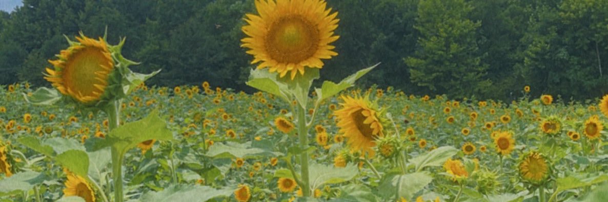 JoyDivine_3's profile banner image