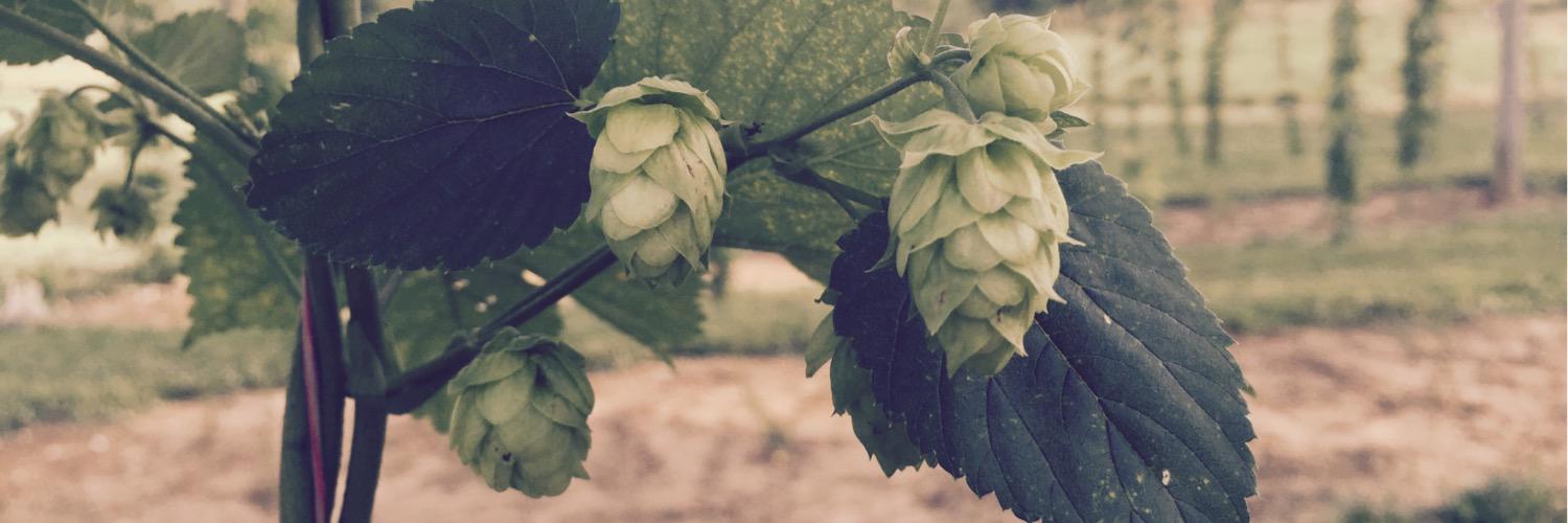 springcreekhops's profile banner image